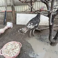 بوقلمون غاز
