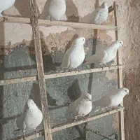 کبوترای چشم سفید نوک سفید