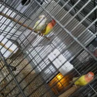 فروش  عالی برزیلی و مرع عشق مولد  همراه تخم وجوجه