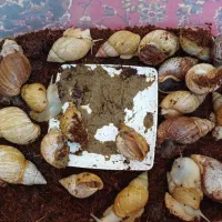 فروش حلزون|خزنده|قم, پردیسان|دیوار