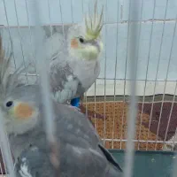 عروس هلندی دستی وارم سخن گو