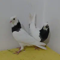 دوجفت جوجه گره طوق و سفید