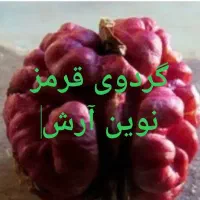 نهال انجیرانارپسته گردو بادام تمشک آرش نهال