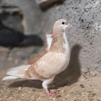 کله ای شهری|پرنده|بندر ماهشهر, |دیوار