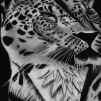 نقاشی سیاه قلم( یوز پلنگ )|تابلو، نقاشی، عکس|مشهد, خواجه ربیع|دیوار