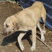 واگذاری سگ سرابی مخصوص گله