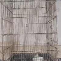 قفس پرنده ب رنگ طلایی