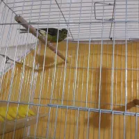 قناری ماده جوان پا جفت نرفته|پرنده|بن, |دیوار