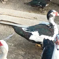 اردک روسی ارگانیک|حیوانات مزرعه|سرخرود, |دیوار