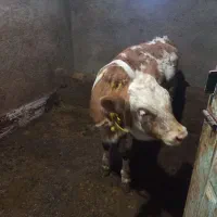 گوساله ماده|حیوانات مزرعه|مریوان, |دیوار