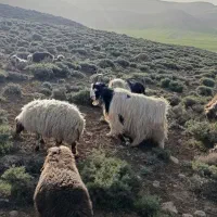 پنج سال|حیوانات مزرعه|بلداجی, |دیوار