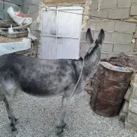 الاغ|حیوانات مزرعه|دشمن زیاری, |دیوار