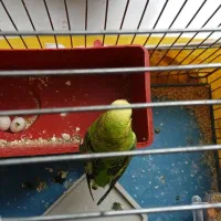 مرغ عشق|پرنده|مبارکه, |دیوار