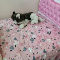 سرویس خواب نوجوان|تخت و سرویس خواب|اهواز, پادادشهر|دیوار