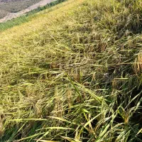 چلتوک بذر نمونه