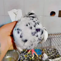 کفتر طوقی شازده