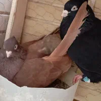 کبوتر درجه یک بازی دار|پرنده|شاهین‌شهر, حافظ شمالی|دیوار