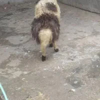 بره قوچ پلنگی|حیوانات مزرعه|بروجرد, |دیوار