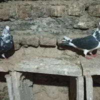 یک جفت کبوتر نر و ماده