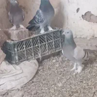 کبوتر ترکیه