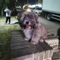 واگذاری سگ شیتزو|سگ|دزفول, |دیوار