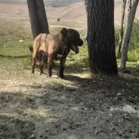 سگ سرابی خالص
