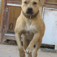 واگذاری سگ پیتبول ماده|سگ|یزد, |دیوار