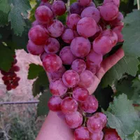 نهال گلدانی انگور تجاری خارجی|گل و گیاه طبیعی|سنندج, |دیوار