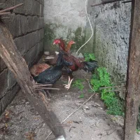 مرغ و خروس لاری|حیوانات مزرعه|رشت, جانبازان|دیوار