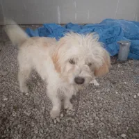 سگ پا کوتاه حرف گوش کن