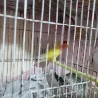 کوتوله زرد صورت هلویی بالغ|پرنده|مشهد, شهرک مطهری|دیوار