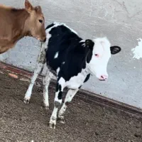 فروش دو راس گوساله ماده سیمینتال و سرابی