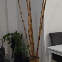 گلدان بامبو ۷ شاخه بامبو