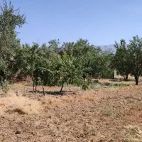 مرغداری-10-هزار-قطعه-ای-تمام-اتوماتیک-بروز