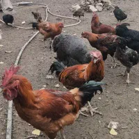 مرغ و خروس محلی