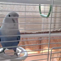 پرنده کوتوله