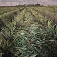 فروش آلوئه ورا|گل و گیاه طبیعی|لامرد, |دیوار