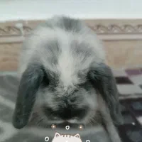 خرگوش لوپ