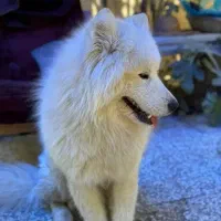 سامویید گمشده|حیوانات|چهارباغ, |دیوار