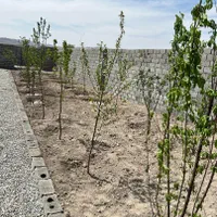 باغ۲۵۰ متری چهاردیواری شده