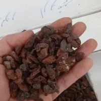 کشمش ابگیری و۰۰۰|خوردنی و آشامیدنی|کرمانشاه, |دیوار