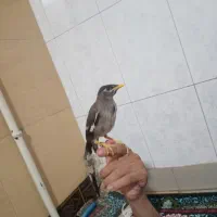 مینا