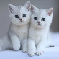 بریتیش گل نمک نقره ای