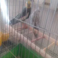 یک جفت عروس هلندی سینامون و وایت فیس|پرنده|شاهینشهر, شهرک سایت|دیوار