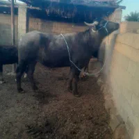 گاومیش نر درجه یک