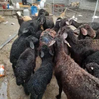 ۱۳ راس گوسفند بره دار