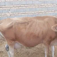 گاوجرسی|حیوانات مزرعه|هیرمند, |دیوار