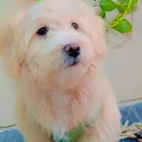 فروش سگ|سگ|کرمان, |دیوار