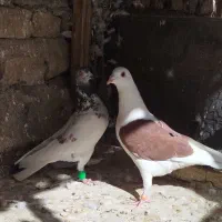 کفتر کبوتر پشت گراف کویتی کله سار