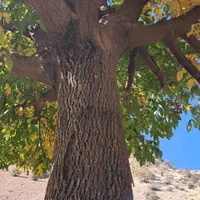 خرید ضایعات چوب گردو بید همراه با برش